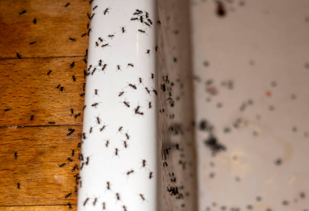 Best Emergency Pest Control  in Burley, WA