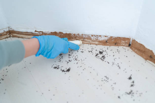 Best Pest Prevention Services  in Burley, WA